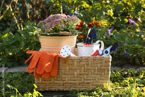 Basket with watering can, gardening tools and rubber gloves in garden photo