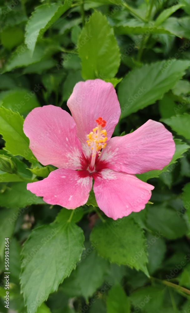 pink hibiscus flower pink hibiscus flower
