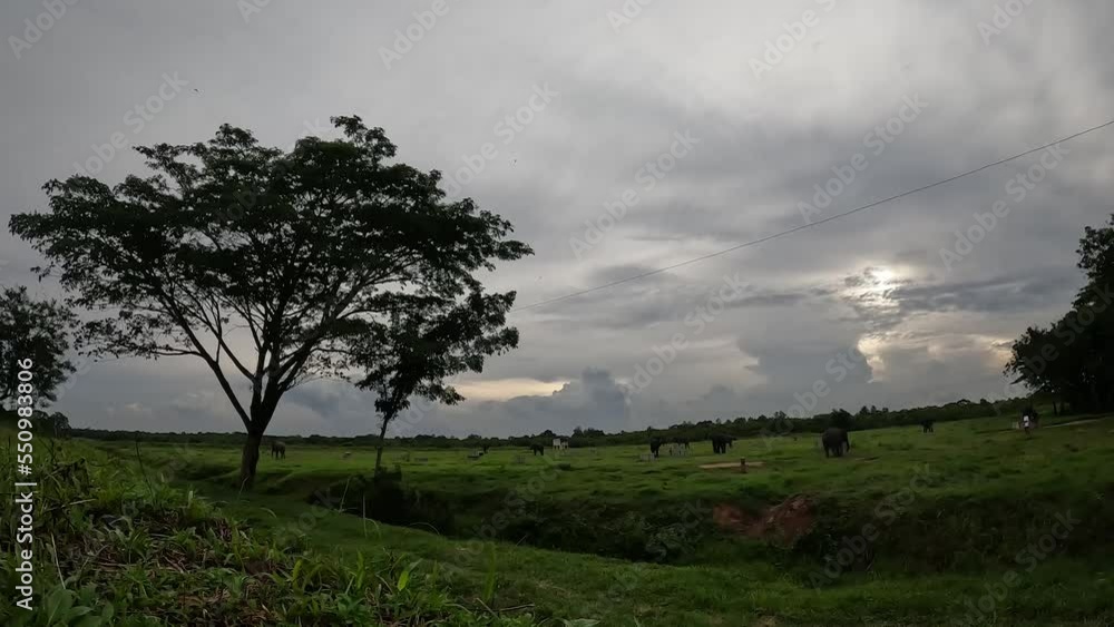 timelapse video, a herd of elephants in the meadow, Indonesia's Way Kambas Forest National Park. timelapse video, a herd of elephants in the meadow, Indonesia's Way Kambas Forest National Park.