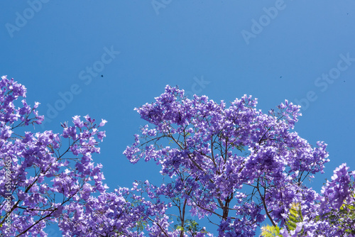 Beautiful jacaranda trees blooming under a beautiful sun
