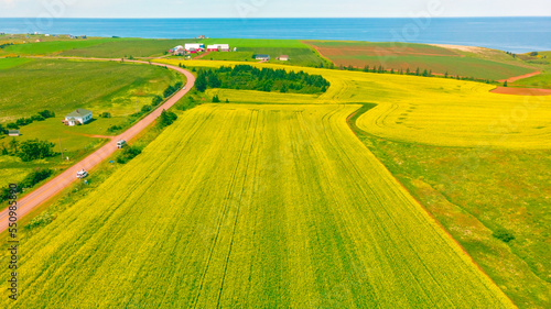 Cuadro en lienzo Complete view of the Canola Farm & Atlantic Ocean, Prince Edward Island, Canada