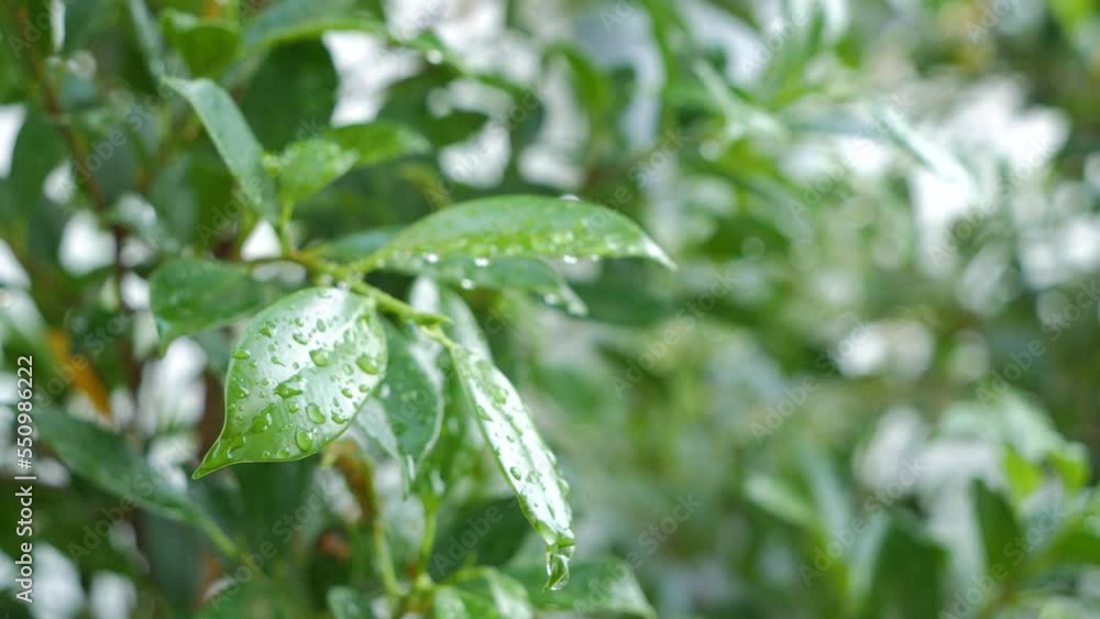 Natural green leaves in the garden. Water drop on leaves. Natural green leaves in the garden. Water drop on leaves.