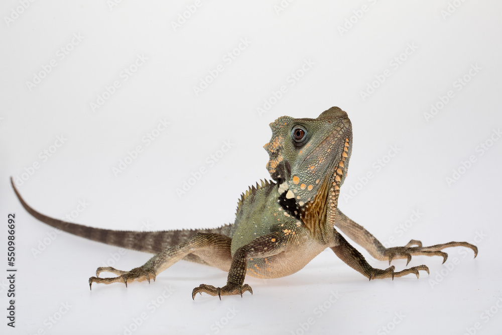 Fototapeta premium Boyds Forest Dragon (Lophosaurus boydii) on a white background.