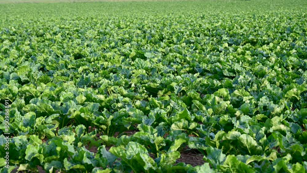 Spinach growing in the field. Young spinach leaves growing in rows in spring. Agriculture.  