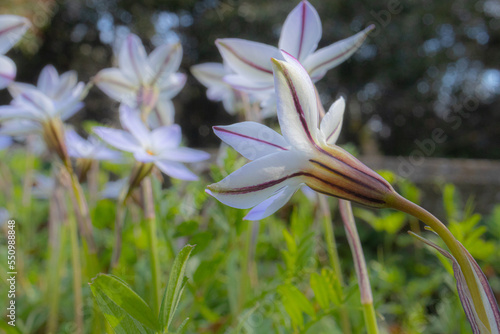 春に咲く紫色の線がある白い花