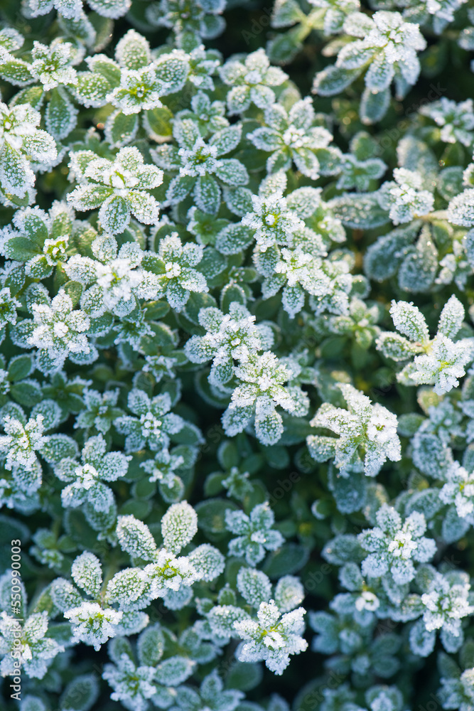 leaves covered with frost background in winter. leaves covered with frost background in winter.