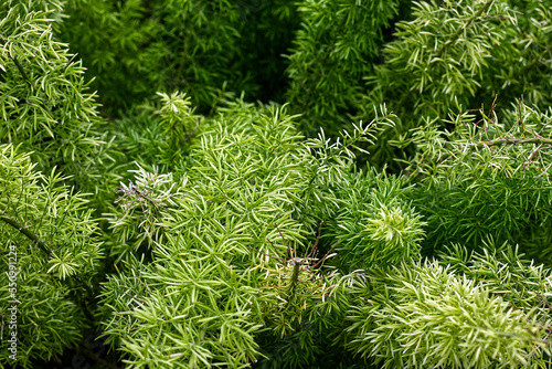 Small bushes that create a forest impression, Toronto, ON, Canada
