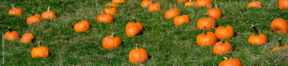 Fall harvest, pumpkins in a green grass field ready to select for Halloween pumpkin carving
Fall harvest, pumpkins in a green grass field ready to select for Halloween pumpkin carving