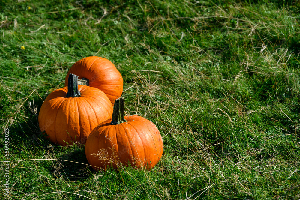 Fall harvest, pumpkins in a green grass field ready to select for Halloween pumpkin carving
Fall harvest, pumpkins in a green grass field ready to select for Halloween pumpkin carving