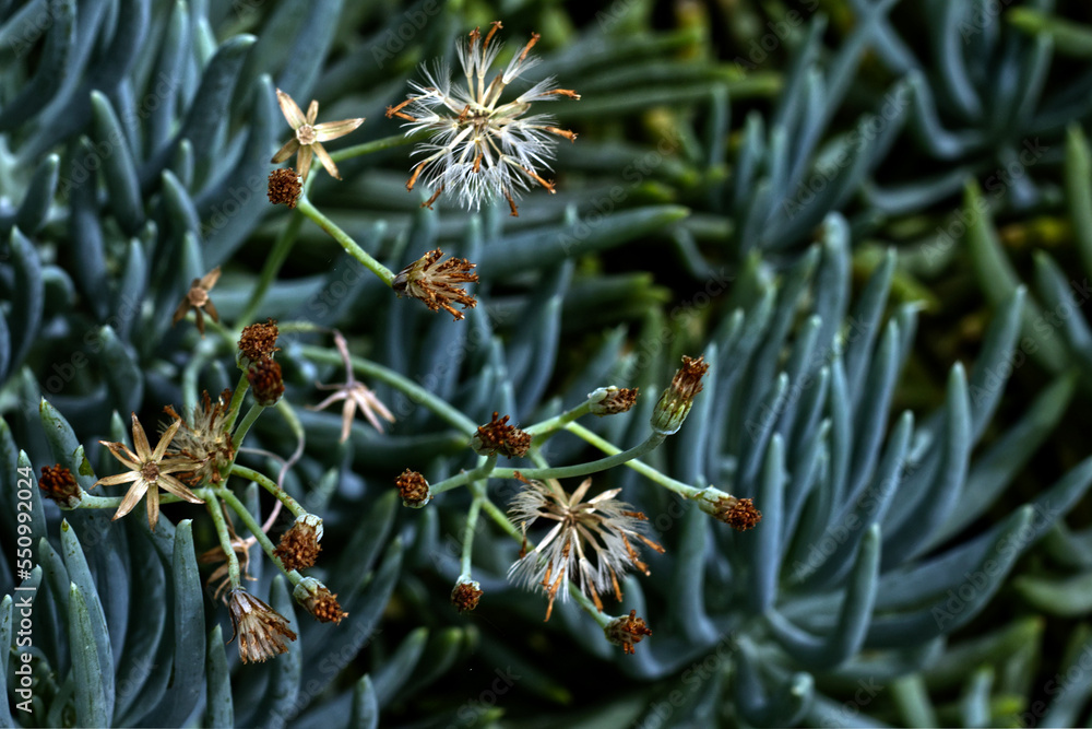 Obraz premium Wild flowers stick out for insect attention, Toronto, ON, Canada