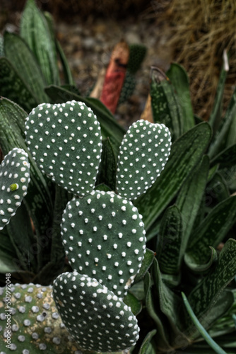 Beautiful dot pattern on a cactus  Toronto  ON  Canada