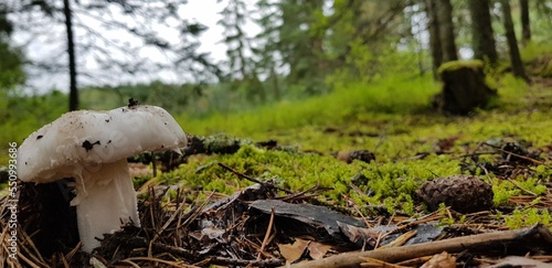 mushroom in the forest