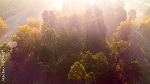 Flying over the trees with yellow leaves in a meadow in the park or forest on a sunny autumn morning. Aerial drone view. Bright sunlight, sunbeams,overexposure. Top view. Beautiful natural background
