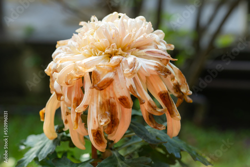 faded ochre color chrysanthemum flower in the outdoor horizontal composition