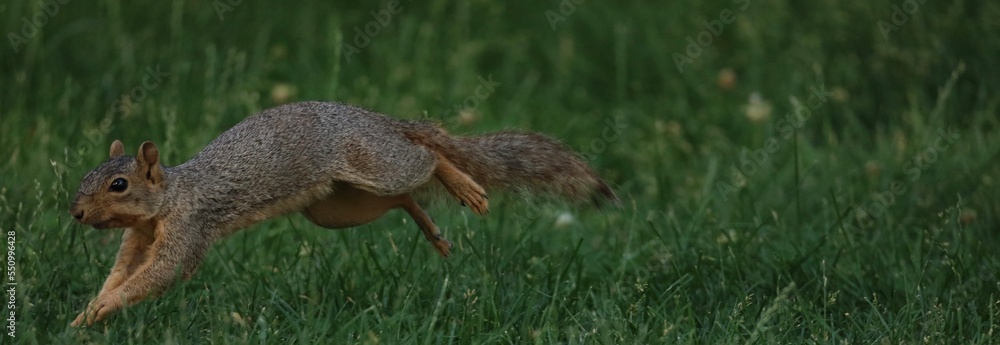 squirrel on the ground