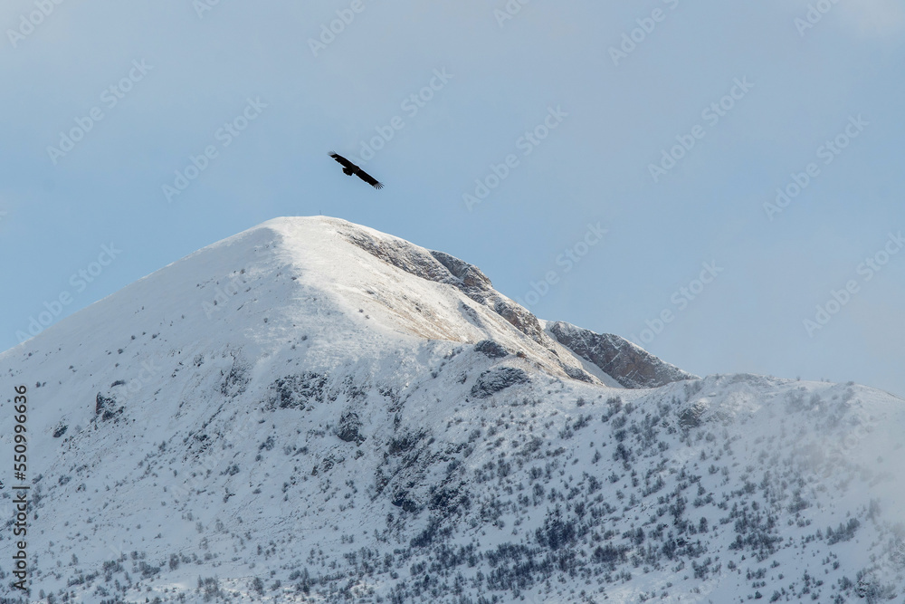 Vulture hovers over the snowy mountains on sunny winter day. Mountain Digoria, North Ossetia, Russia. Vulture hovers over the snowy mountains on sunny winter day. Mountain Digoria, North Ossetia, Russia.