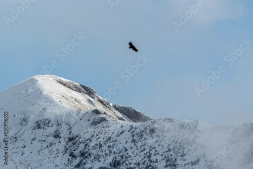 Vulture hovers over the snowy mountains. Mountain Digoria, North Ossetia, Russia.