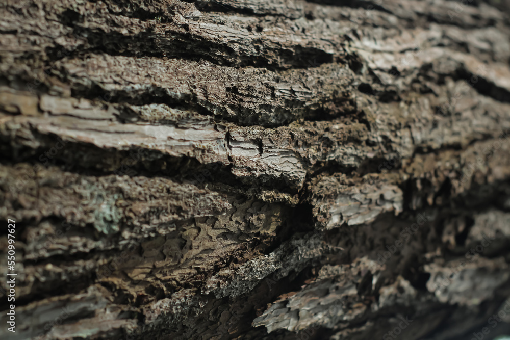 selected focus of background and texture of a tree trunk in jungle selected focus of background and texture of a tree trunk in jungle
