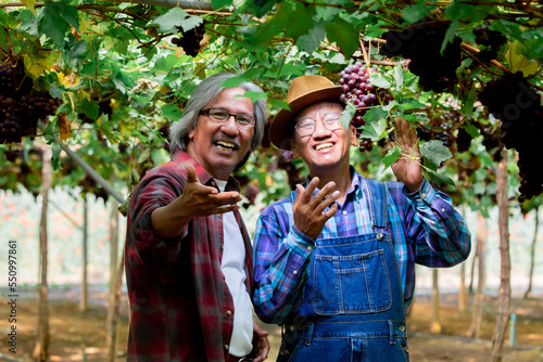 Asian couple aged man retirement happy present his grapes harvest in garden farm, lifestyle elderly man brothers invest small business Vineryard farm together, smiling workers or partnership concept