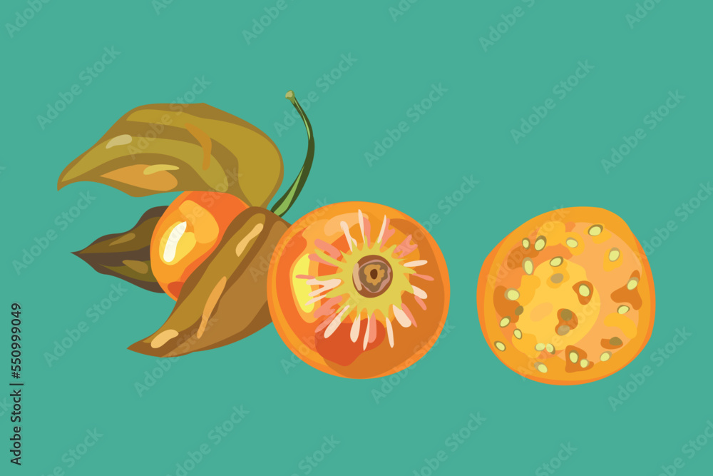 golden berry fruit vector illustration golden berry fruit vector illustration