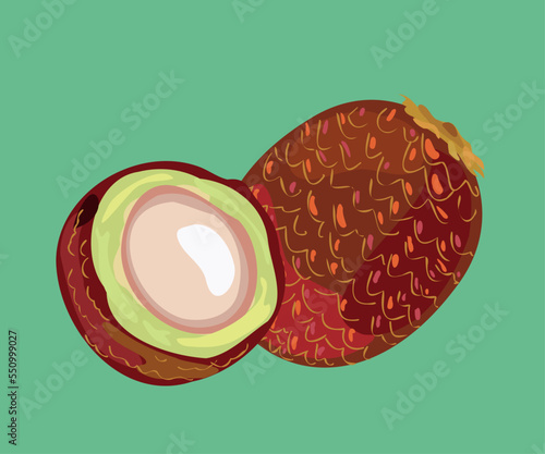 aguaje peruvian fruit illustration 