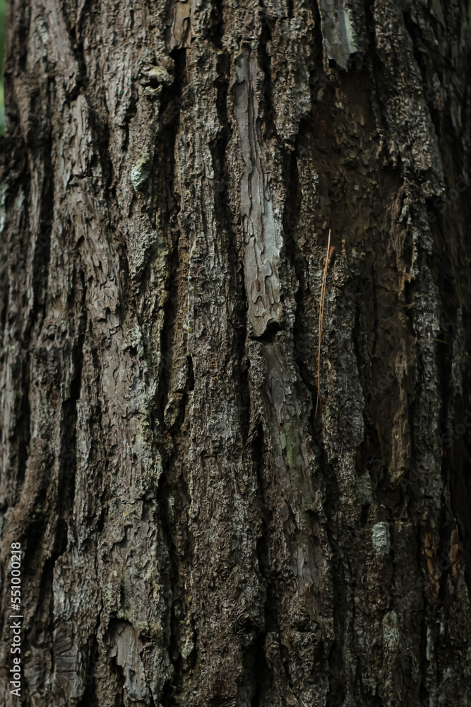 selected focus of background and texture of a tree trunk in jungle selected focus of background and texture of a tree trunk in jungle