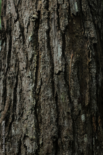  selected focus of background and texture of a tree trunk in jungle