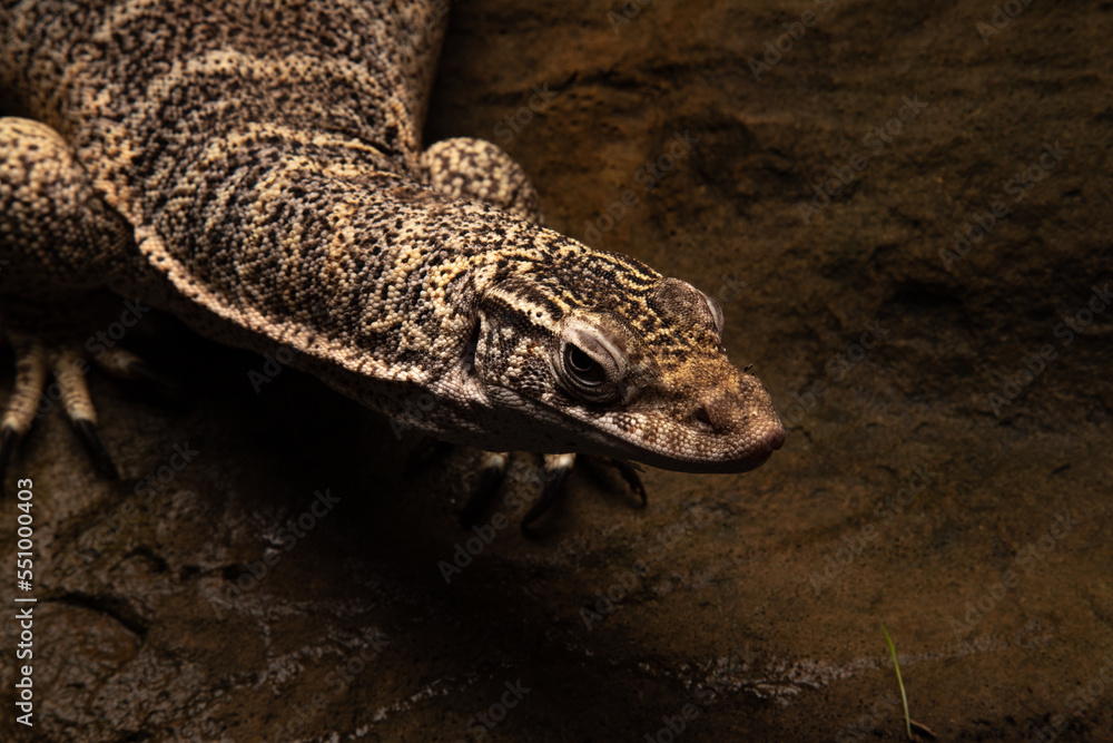 Fototapeta premium A Lace monitor or Tree Goanna (Varanus varius) on a dark wooden background.