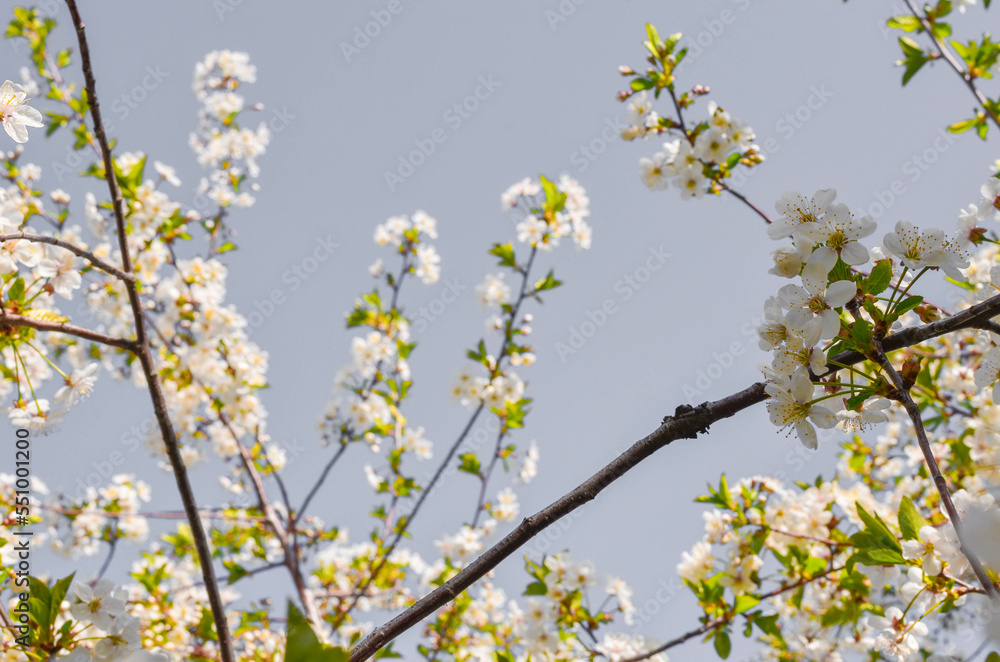 cherry blossoms.cherry blossoms on a gray background.sakura. cherry blossoms.cherry blossoms on a gray background.sakura.