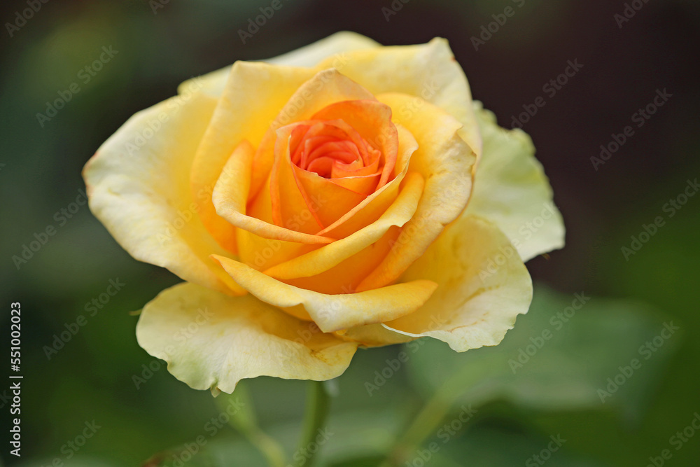 Yellow Rose