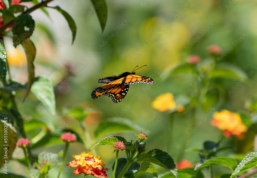 Flying Monarch butterfly and bright summer lantana flowers Flying Monarch butterfly and bright summer lantana flowers