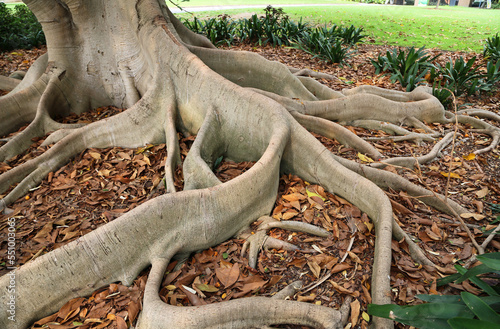 Moreton Bay fig tree roots - Australia