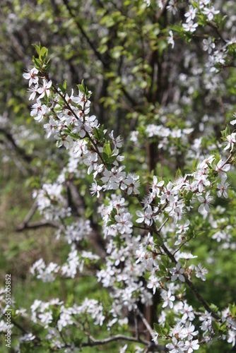 Cherry tree blooming in a spring on a green leaf background, white flower blossom, early Spring
