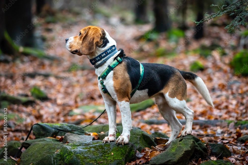 dog in the old forest.