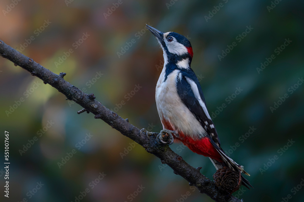 Great Spotted Woodpecker ( Dendrocopos major) on a branch in the forest of Noord Brabant in the Netherlands. Autumn background.                                                                    