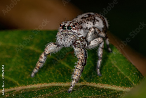 Obraz na płótnie Giant Jumping Spider
