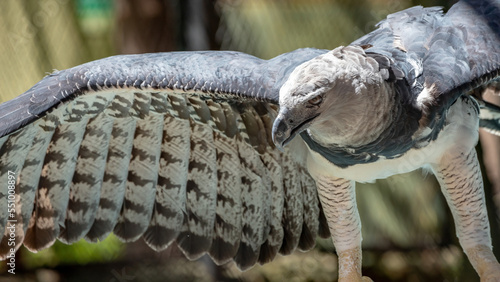 Fotografia Harpy Eagle of the species Harpia harpyja