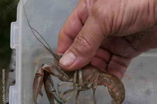 Closeup of a Large Cherax Destructor or Common Australian Yabby being hand held. photo