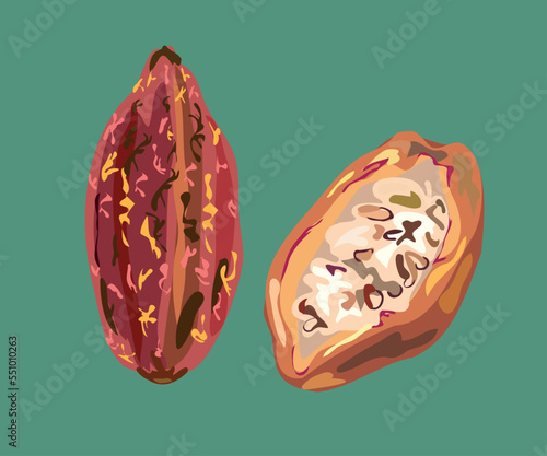 cacao peruvian fruit illustration