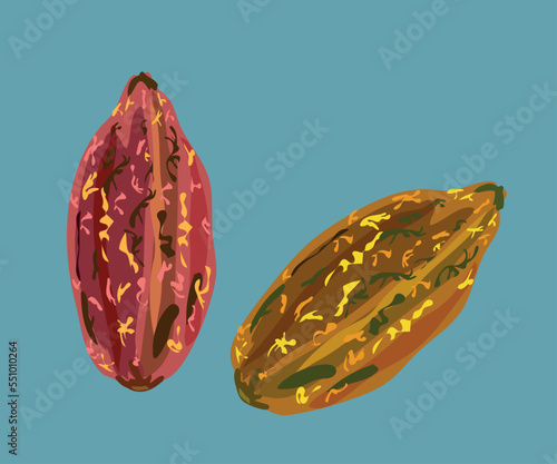 cacao peruvian fruit vector illustration