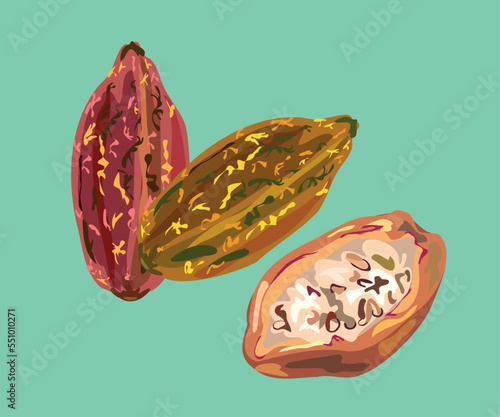cacao peruvian fruit beans illustration