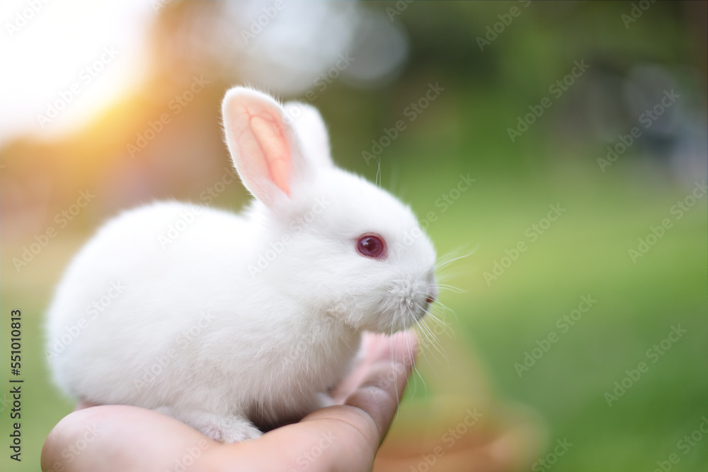 beautiful white rabbit is eating grass in the field.white rabbit in the garden.