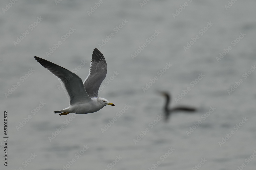 black tailed gull in flight