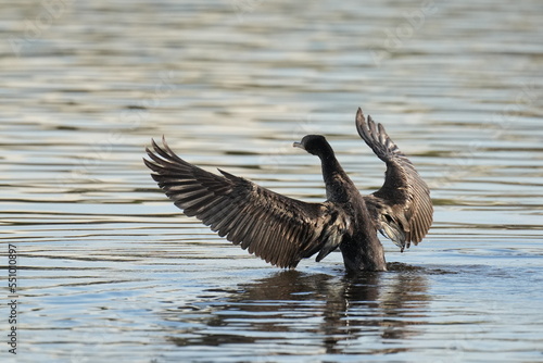 cormorant is hunting a fish