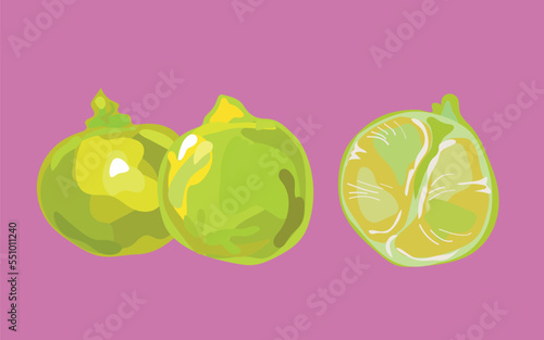 lima fruit vector illustration