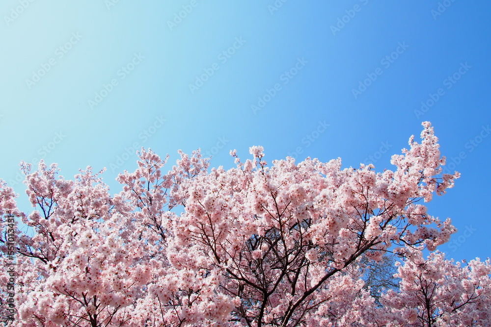高遠小彼岸桜と青空