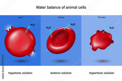 Water balance of animal cells. Hypotonic, Isotonic and  Hypertonic.