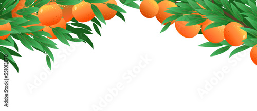 Tree branches orange with ripe fruits on top of picture frame. Garden plant with edible harvest. Branch with foliage and leaves. Isolated on white background. Vector