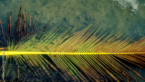 Submerged Palm Frond in Ocean Water.