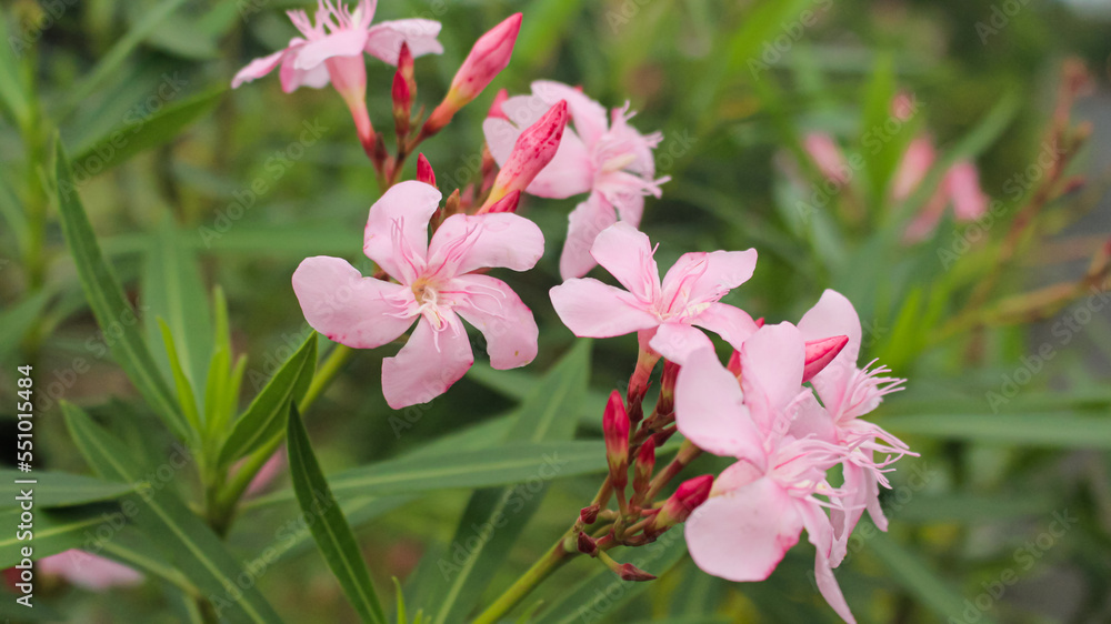 Obraz premium Nerium oleander: Oleander Bush blooms in the garden in summer in blurred background